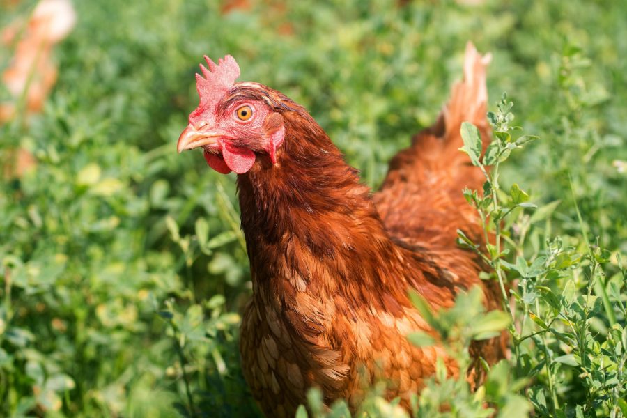 Golden Comet Chicken