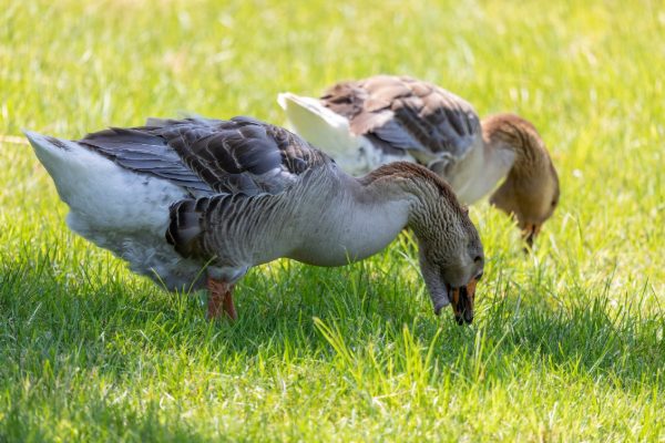 Toulouse Goose
