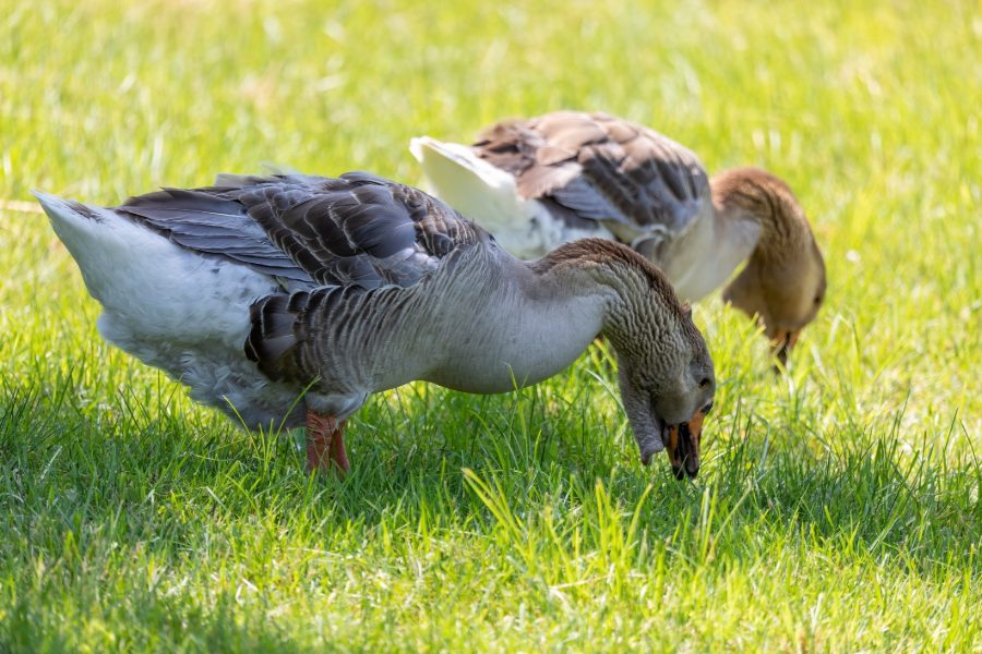 Toulouse Goose