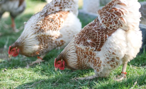 Splash Laced Red Wyandotte Chicken