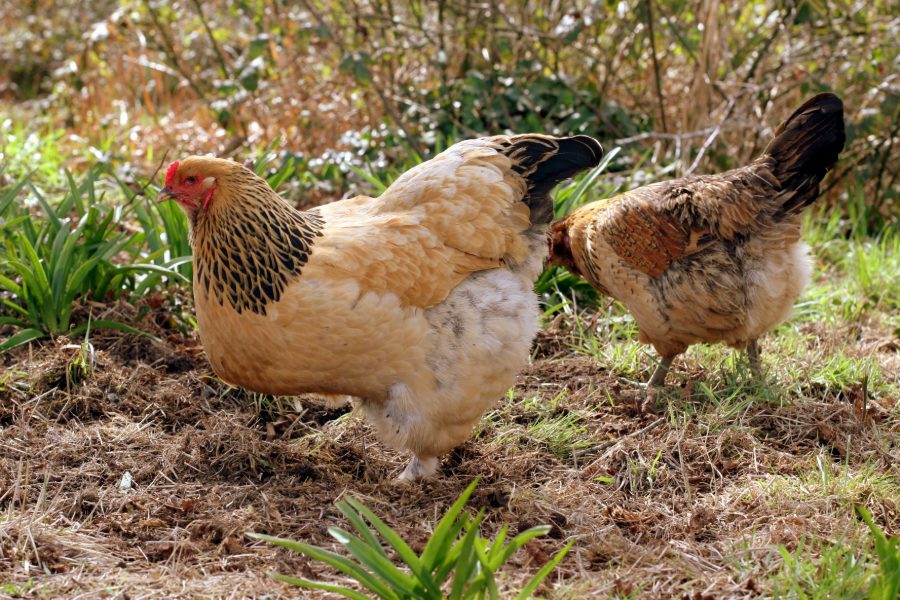 Buff Brahma Chicken