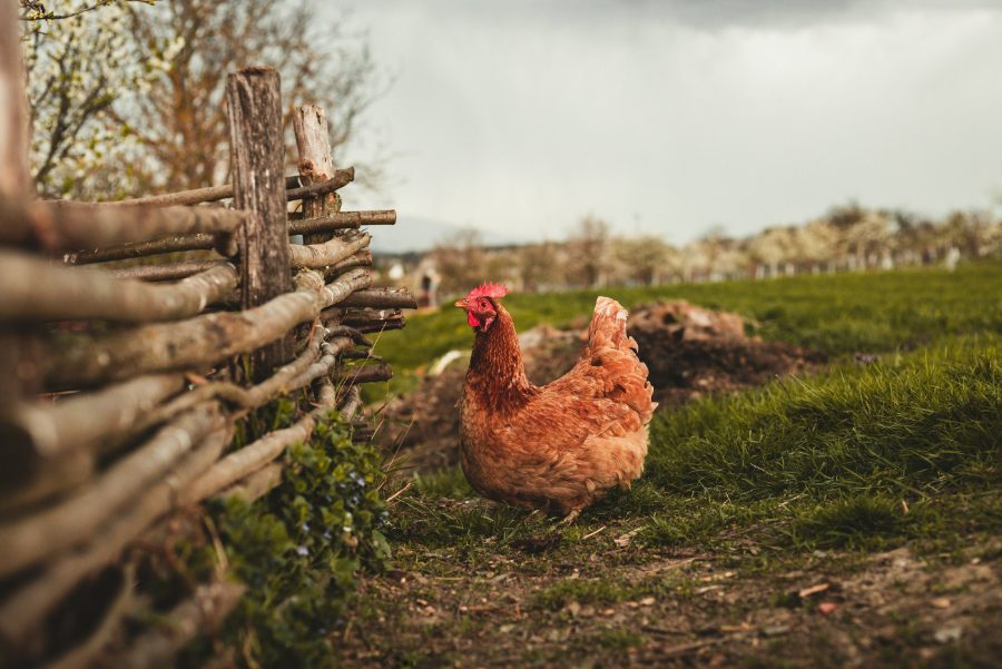 New Hampshire Chicken