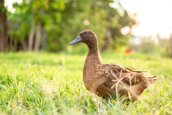 Khaki Campbell Duck