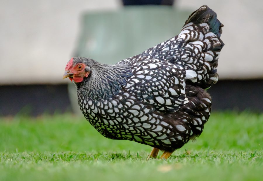 Black Laced Silver Wyandotte Chicken