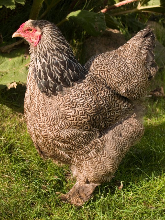 Dark Brahma Chicken