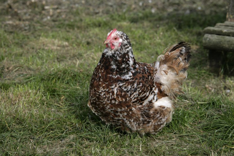 Jubilee Orpington Chicken