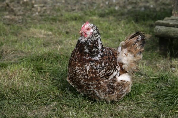 Jubilee Orpington Chicken