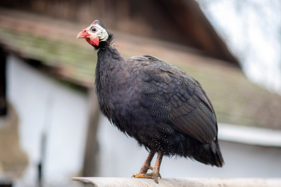 Royal Purple Guinea