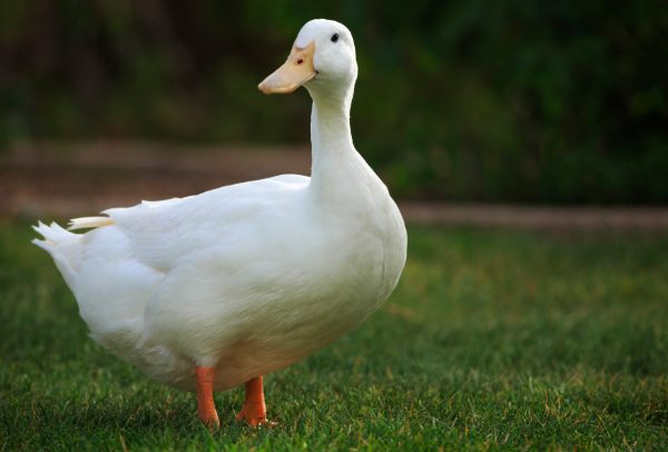 White Pekin Duck