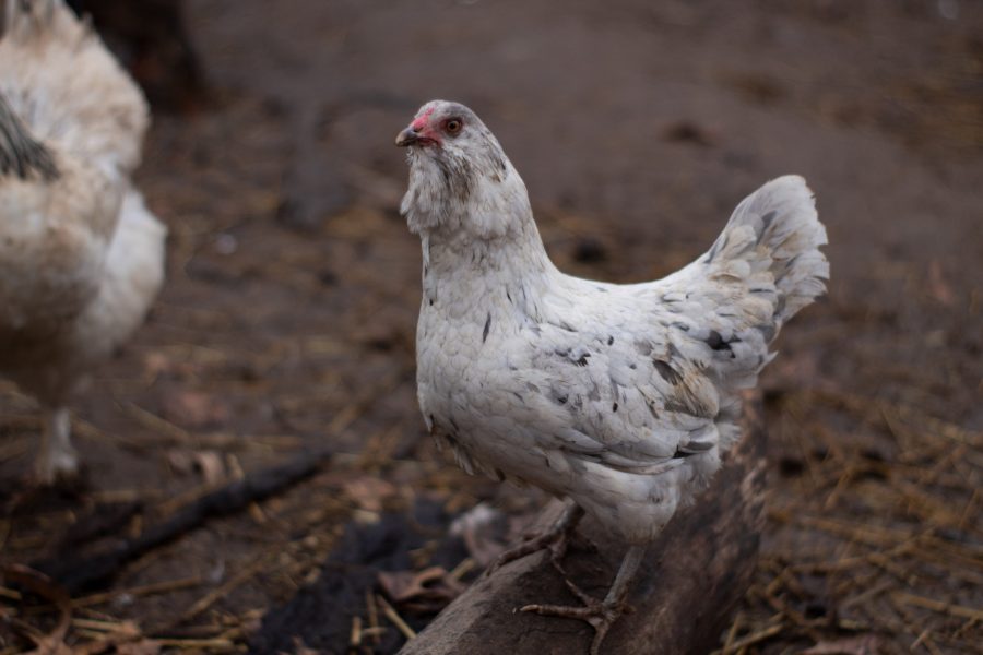 Splash Ameraucana Chicken