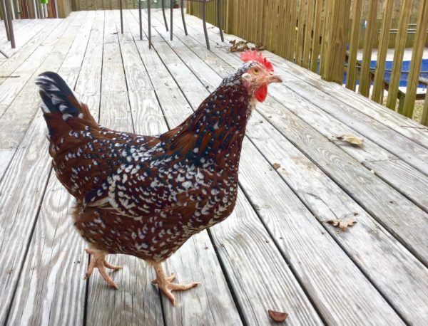 Speckled Sussex Chicken