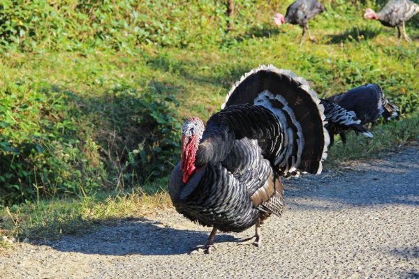 Broad Breasted Bronze Turkey