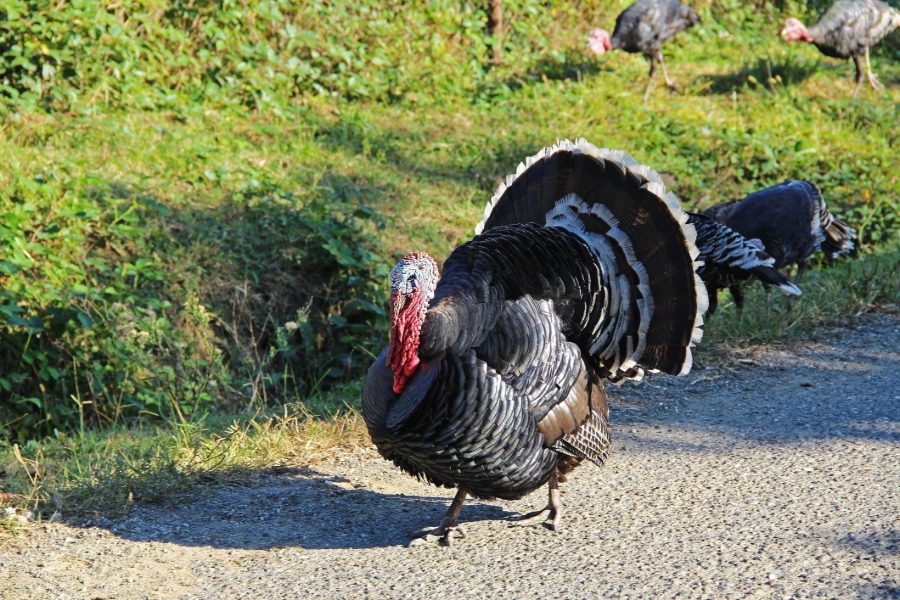 Broad Breasted Bronze Turkey