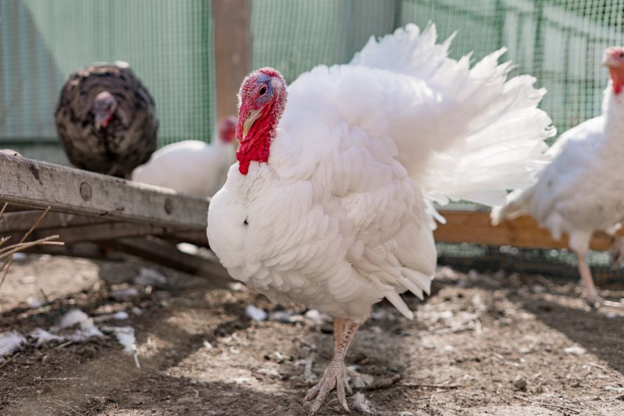Broad Breasted White Turkey