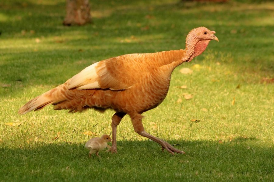 Bourbon Red Turkey