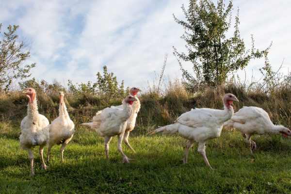 Broad Breasted Turkey Surplus