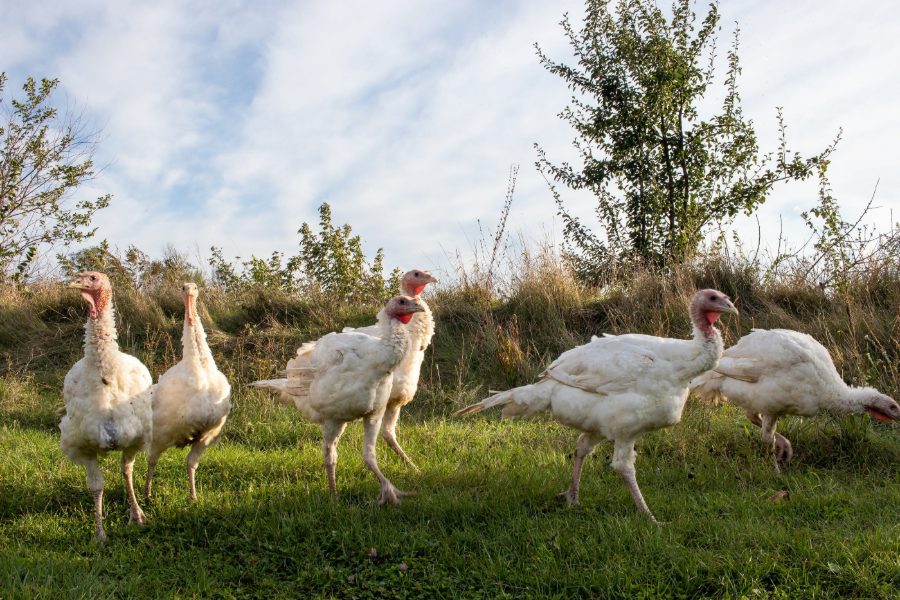 Broad Breasted Turkey Surplus