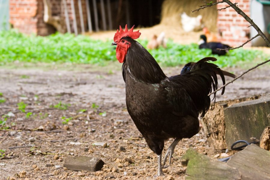 Black Jersey Giant Chicken