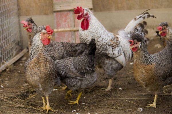 Cream Legbar Chicken