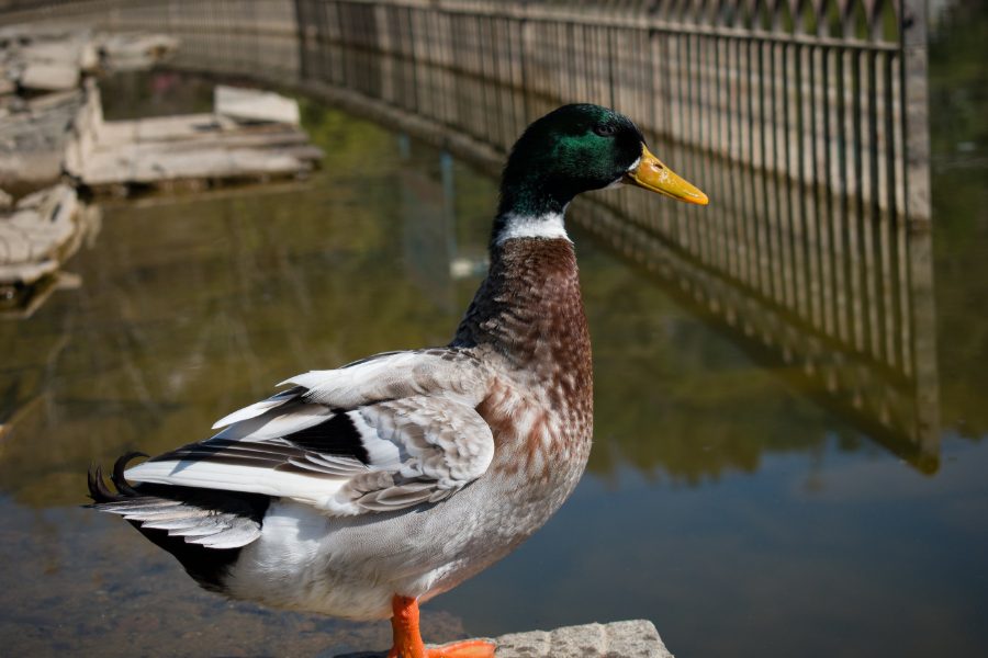 Rouen Duck