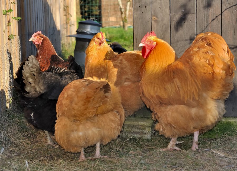Buff Orpington Chicken